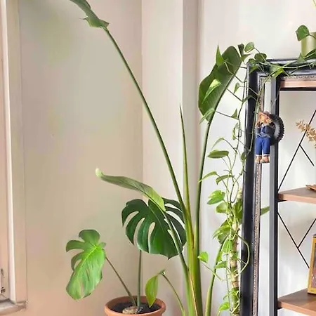 Апартаменты Cozy House In The Heart Of Kadikoy Стамбул